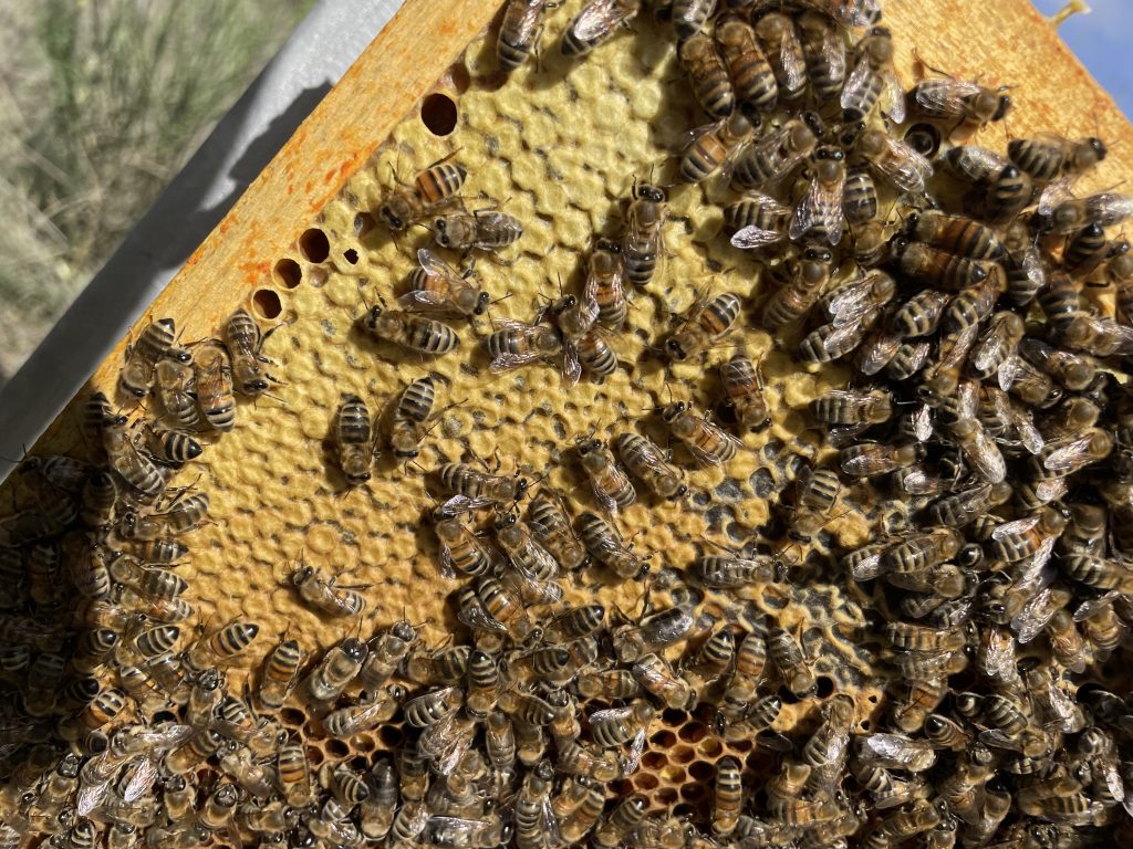 Photo de nos abeilles lors d'une visite sur le rucher